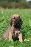 FILA BRASILEIRO 235